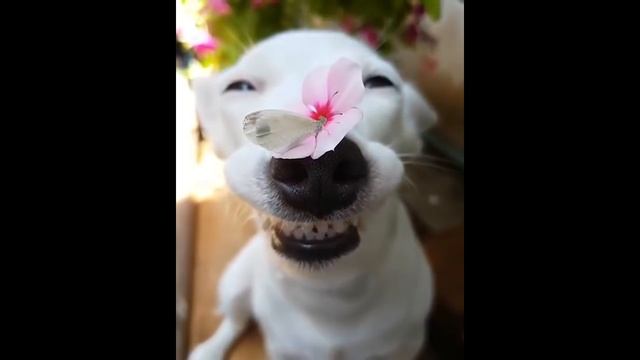 Собака и бабочка смотреть онлайн