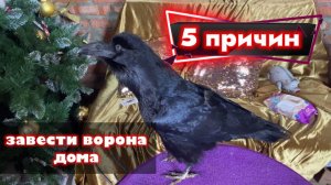 5 причин завести ворона дома