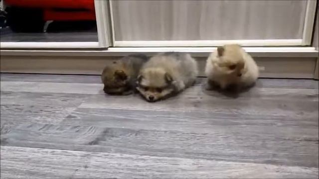 Крошки шпицули (1 месяц) смотреть онлайн