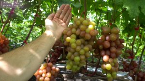 Виноград после дождя.