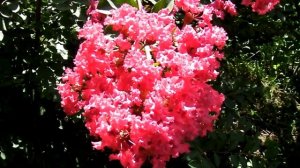 КАК ВЫРАСТИТЬ НА КУБАНИ ЛАГЕРСТРЕМИИ