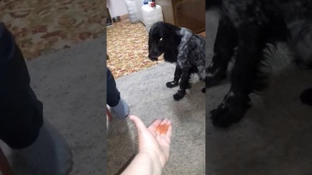 Вот так на Сахалине живут собаки ? смотреть онлайн