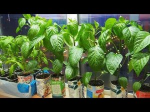 Как  я выращиваю здоровую и сильную рассаду перца без пикировки.Посев 11 февраля