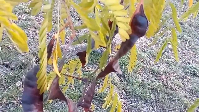 Гледичия терхколючковая в начале октября Gledichia three-thorn in early October 10月初的芨芨草三刺 月初旬の 三棘 смотреть онлайн