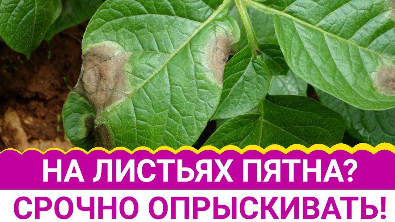 На листьях пятна? Срочно опрыскивать! смотреть онлайн