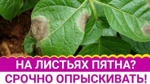 На листьях пятна? Срочно опрыскивать!