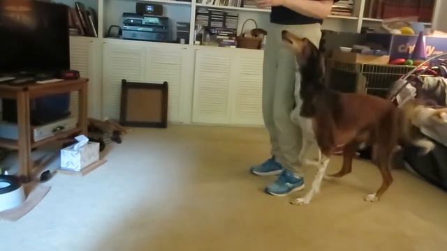 Hickory the saluki: Trick Dog Performer video смотреть онлайн