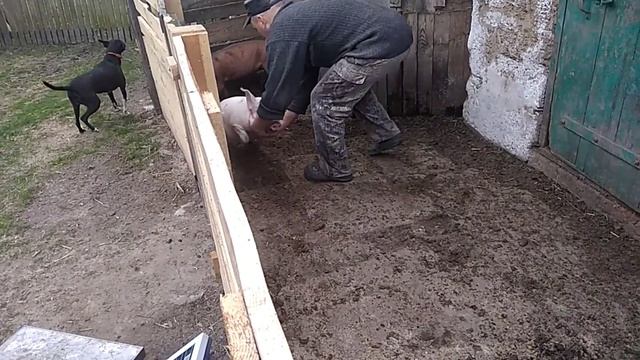 //Важим рыжих поросят ,вес через месяц откорма// смотреть онлайн