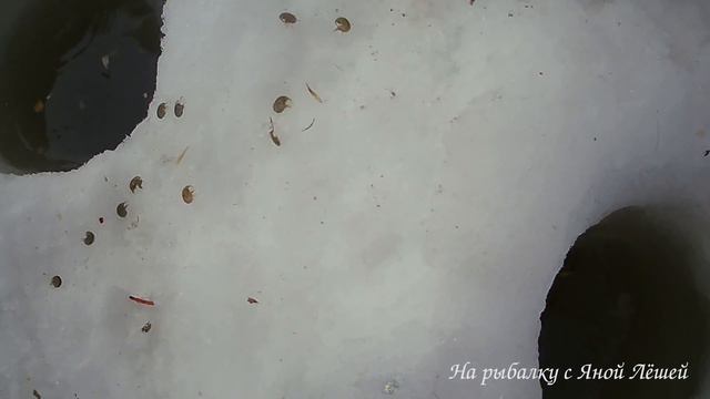 Поехала в -30 без Мужа и наловила кучу рыбы смотреть онлайн