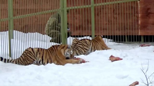 У тигров тоже обед по расписанию 🐯🍗 ПАРК ЗЕМЛЯ ПРАЙДА 🌿 смотреть онлайн