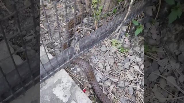 ЗМЕЯ ВО ДВОРЕ ЧАСТНОГО ДОМА 👀 смотреть онлайн