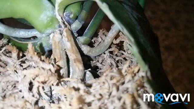 #phal.БронзовыйБудда#ИсторияОднойОрхидеи#09.11.21 смотреть онлайн