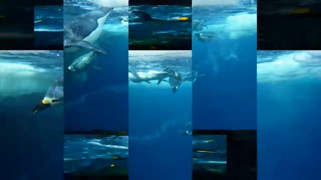 Императорский пингвин. Слайды для детей. МСЦ ЕХБ смотреть онлайн