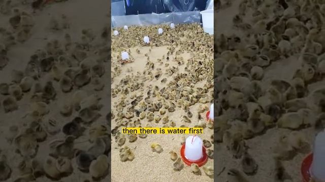 Eat food or drink water firstly? смотреть онлайн