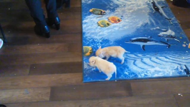 Мини-пиги  в Москве- аренда и продажа - 8(965)380-13-11