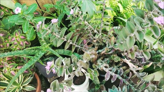 WHITE VELVET PLANT/TRADESCANTIA SILLAMONTANA PLANT CARE AND TIPS!!! смотреть онлайн