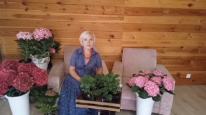 ?Крупнолистная гортензия, как БИЗНЕС!