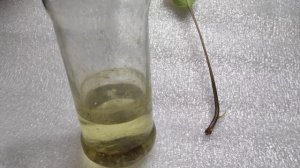 Размножение хосты листом!!! МИФ или РЕАЛЬНОСТЬ...#хоста#размножениелистом#