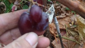 Г.Ф. винограду Розовий  замок ( Калугина).