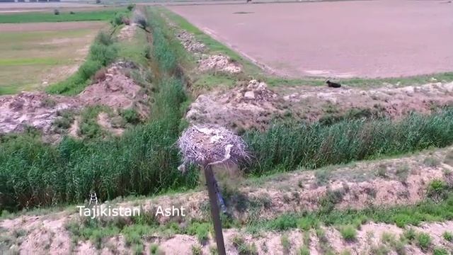 Аисты в Таджикистане.Где живут Аисты?