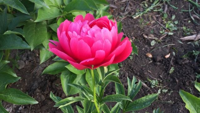 Пион RASPBERRY CHARM/Расберри Чарм смотреть онлайн