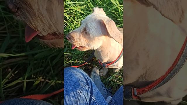 Собака ест зелёный горох 😍🙏 смотреть онлайн
