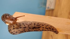 ЧТО ЕСЛИ БОГОМОЛ ВСТРЕТИТ ОГРОМНОГО СЛИЗНЯ?