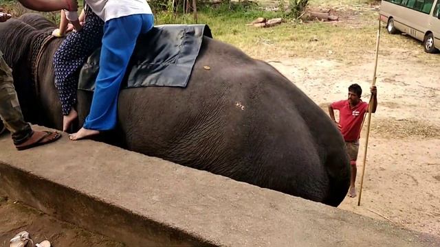 Слоны катают людей. Шри-Ланка. 2019 смотреть онлайн