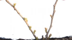 Обрезка и уход за виноградом.