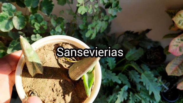 मुफ्त के पौधे Plant from Cutting Result update, इन पौधों से बनाए कई नए पौधे, Zero budget gardening смотреть онлайн