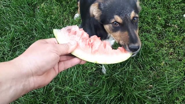 Щенок ест арбуз смотреть онлайн