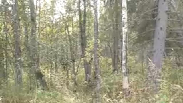 БЫВАЕТ И ТАКОЕ / ПАРУ СЛОВ О СОБАКЕ / ОХОТА НА РЯБЧИКА С МАНКОМ / ЭТО РУЖЬЁ ТОЛЬКО ДЕЛАТЬ ПОДРАНКОВ смотреть онлайн