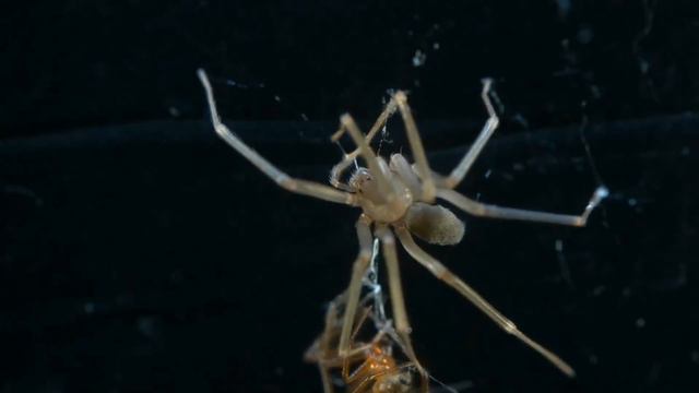 ARAÑA PERLA VS ARAÑA VIOLÍN - ESTRATEGIA DE DISIMULO | COMENTADO смотреть онлайн