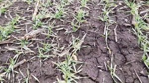 озимый ячмень ростет зимой, кустится