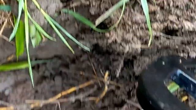 Первый выход с Minelab Vanquish 540 по выбитым местам