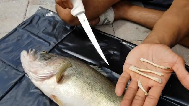 FISH STOMACH Filled with Eaten BONES! R.I.P. SHAMU смотреть онлайн