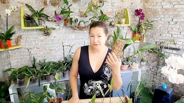 🇨🇵Nouvelles techniques pour orchidées😃#orquídeas#orchidées#technique#raizes#racines#vidéo#fleurs смотреть онлайн