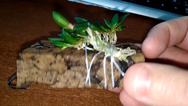Dendrobium linguiforme смотреть онлайн