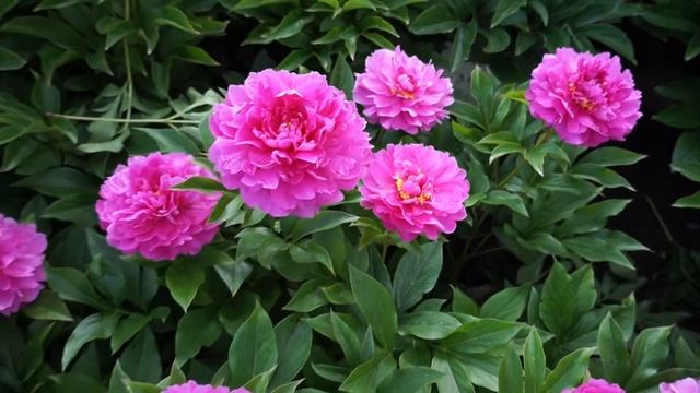 Пион MAGENTA MELODY смотреть онлайн