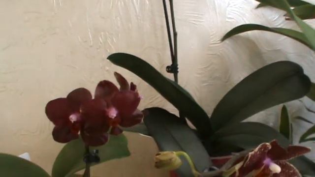 Фаленопсис Reyong Tiara. смотреть онлайн