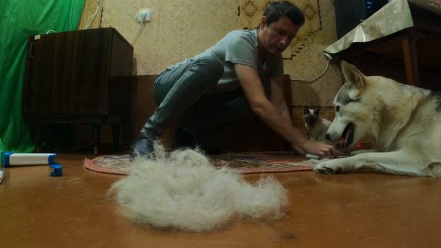 КАК и ЧЕМ убрать ШЕРСТЬ животных (собаки или кота) с одежды ковра | кровати | дивана | смотреть онлайн
