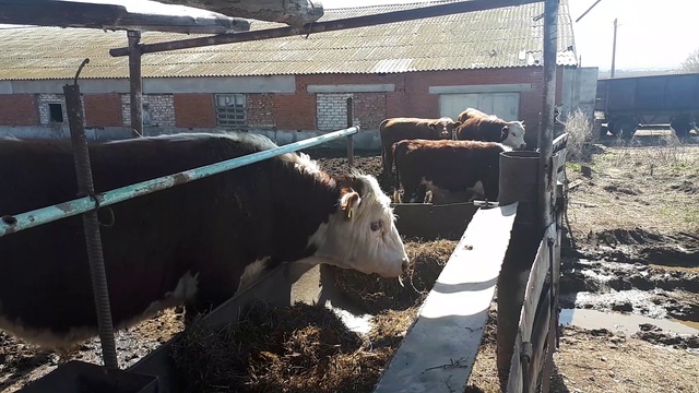 Поменяли скот на мясную породу КРС. смотреть онлайн