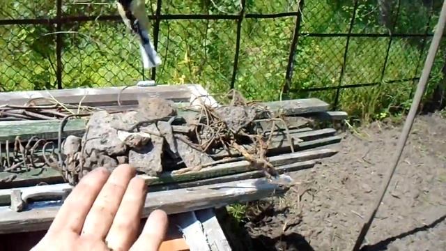 Как приучить к себе птицу смотреть онлайн