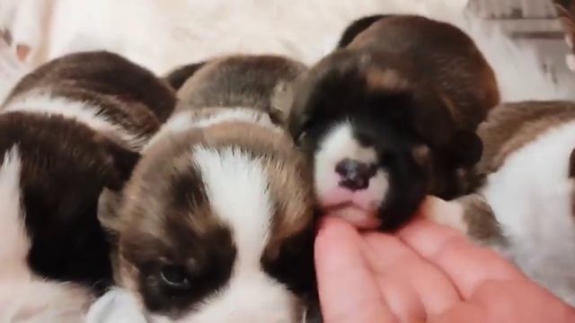 Щенки вельш корги кардиган Воплощение мечты открыли глазки!!! смотреть онлайн