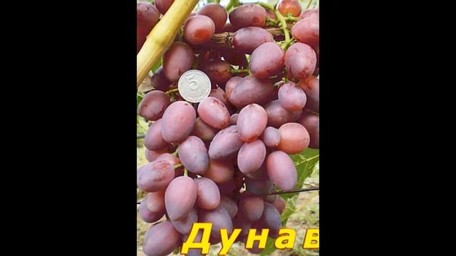 ВИНОГРАД ДУНАВ