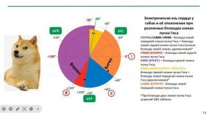 ЭКГ собак и кошек. С чего начать? | Запись вебинара | Электрокардиография в ветеринарии