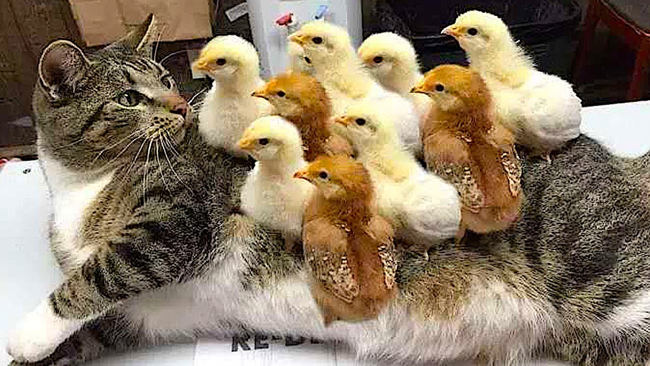 Самые смешные животные _ Приколы с котами и собаками 2022 смотреть онлайн