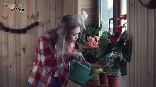 Декабрист НЕ ЦВЁЛ много лет, А СЕЙЧАС Весь в Бутонах, помогло простое средство! смотреть онлайн