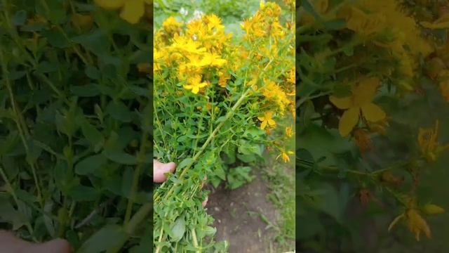 Лисички и зверобой. Все в лес по грибы. смотреть онлайн