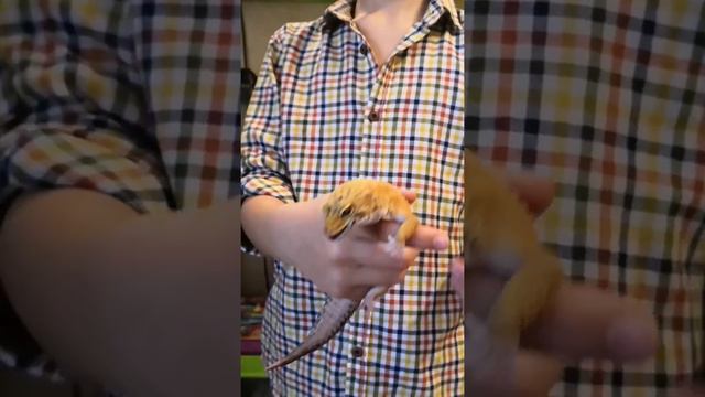 МОИ ГЕККОНЧИКИ🦎 смотреть онлайн